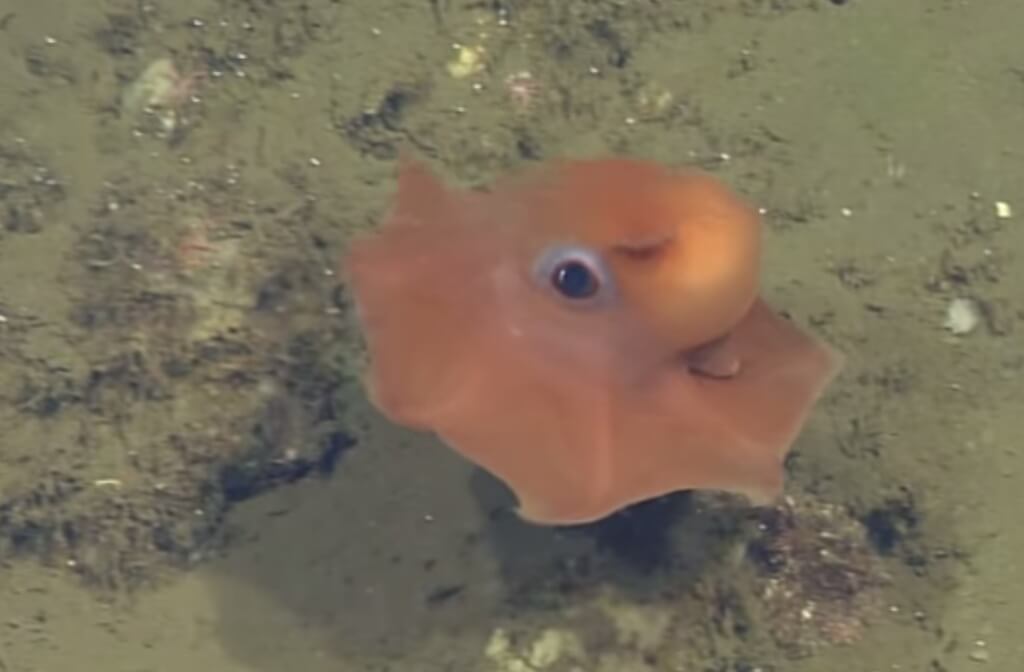 Фото: кадр You Tube