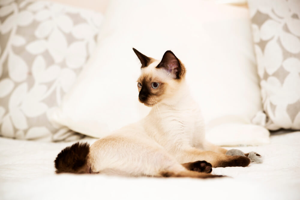 Mayo kiyimida sikilgan