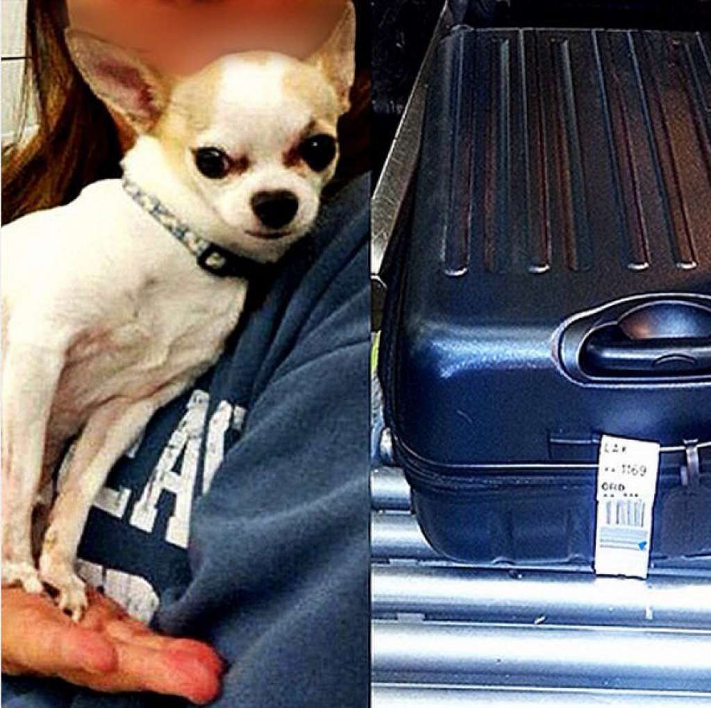 Собаку нашли в багаже во время сканированичя чемодана перед погрузкой в самолет. Фото: instagram.com/tsa/