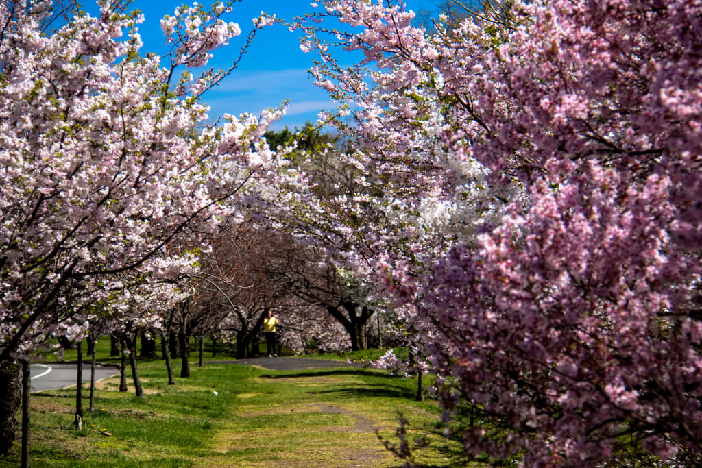 Flores cerca de mi: Estos son los mejores lugares para ver cerezos en flor  en nueva york – Telemundo New York (47)