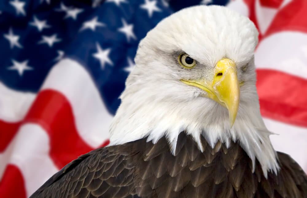Bald Eagle and Great Seal of the USA (Coat of Arms): history of the American  symbol - ForumDaily
