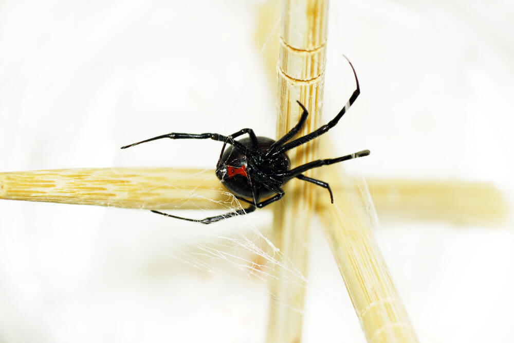 12 самых опасных насекомых в США, и как защитить себя - ForumDaily