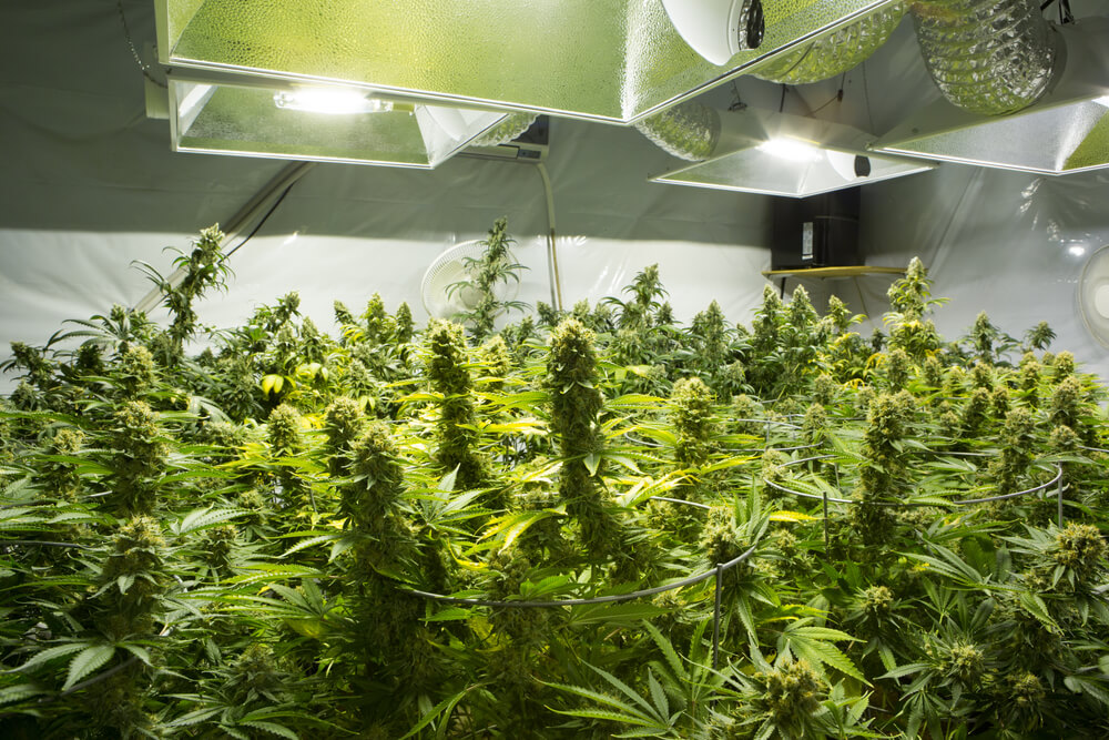 как выращивать марихуану индор