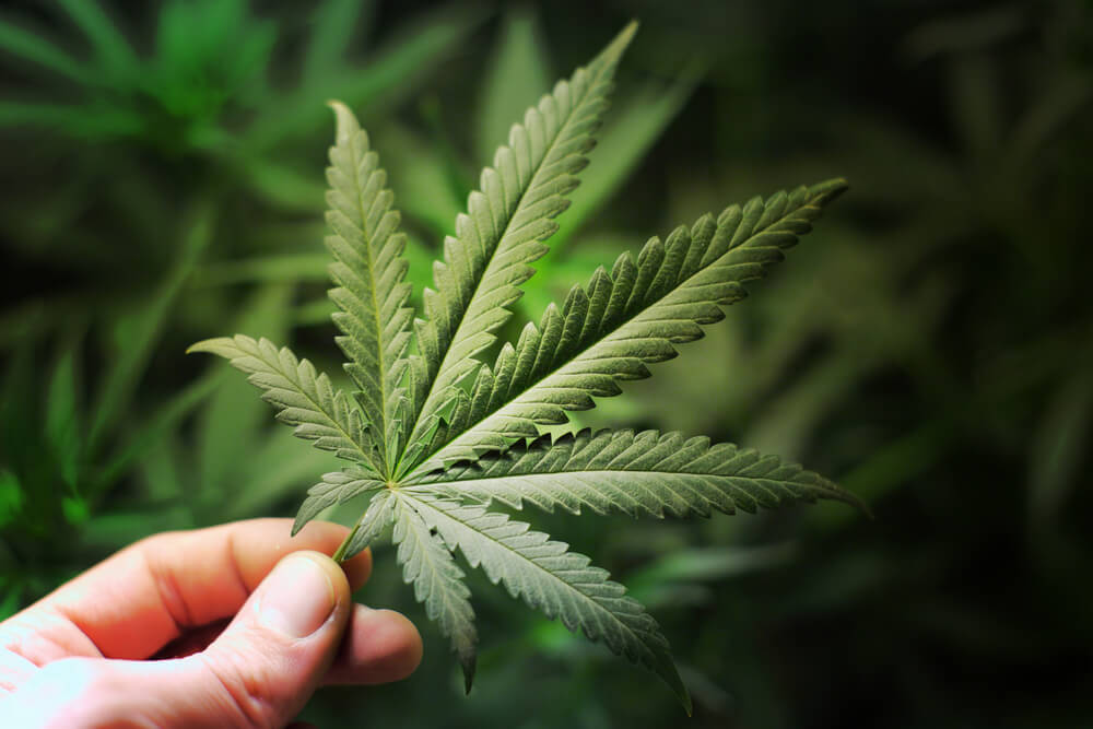как действуют наркотики bbc марихуана