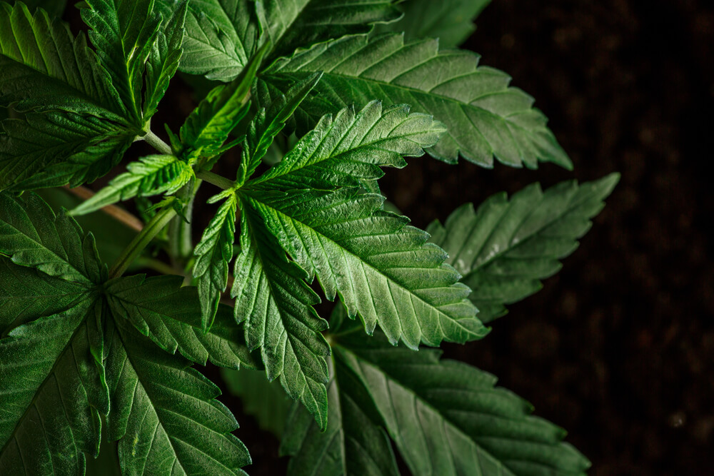 Декриминализация легализации марихуаны от марихуаны преступление
