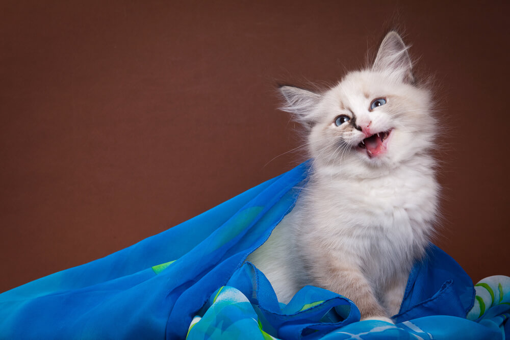 Чего хотят кошки: создано приложение для перевода мяуканья на  человеческий язык - ForumDaily