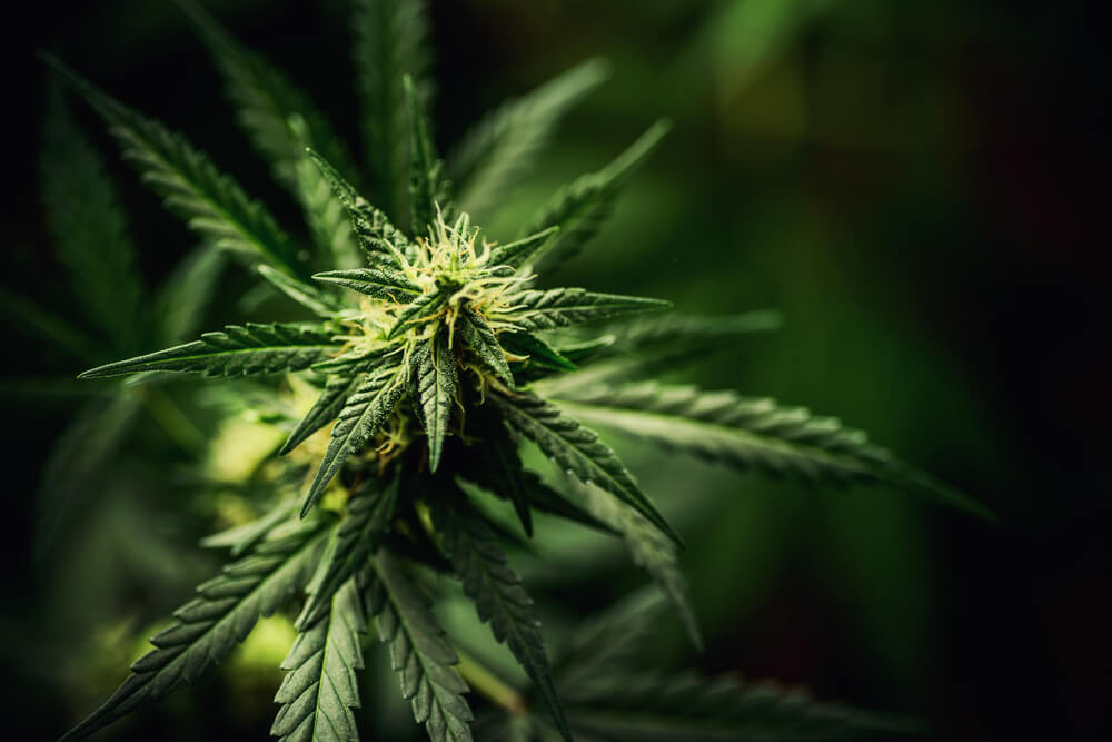 Возможность легализации марихуаны тор 10 браузер hudra