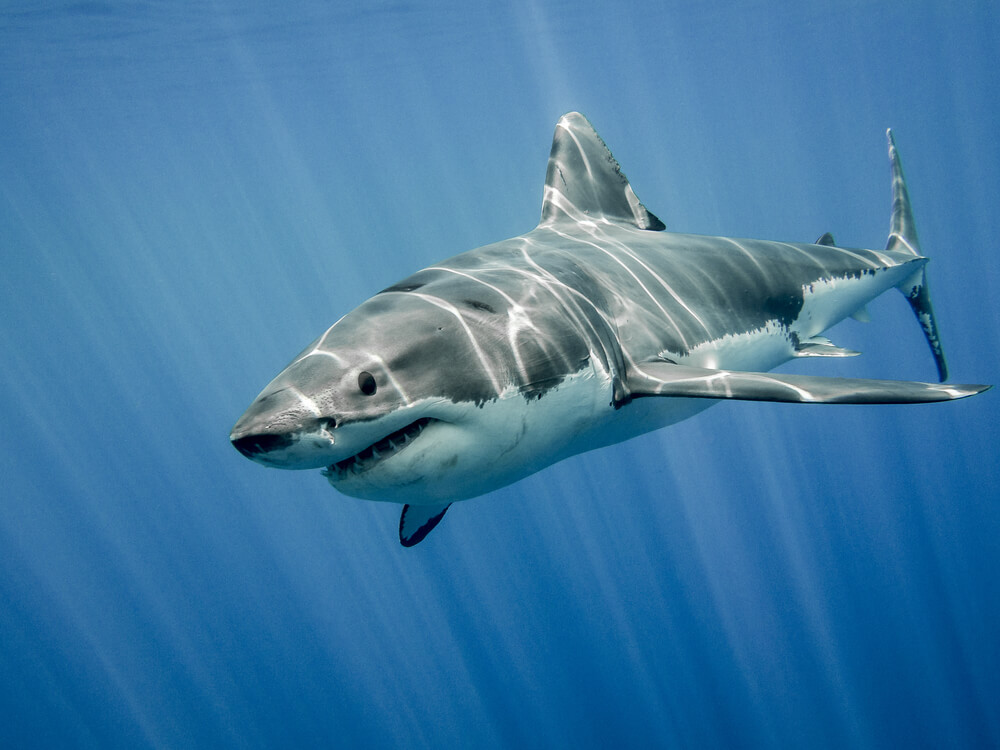 Опасность во время отдыха: 11 пляжей, где обитает больше всего акул -  ForumDaily