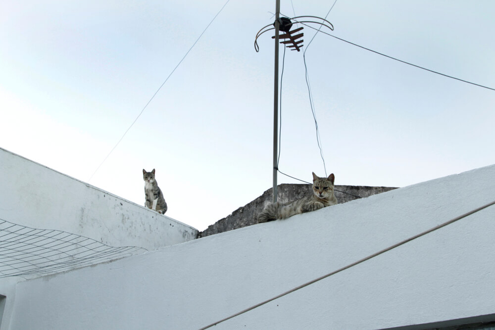 Erika Allen bilan porno