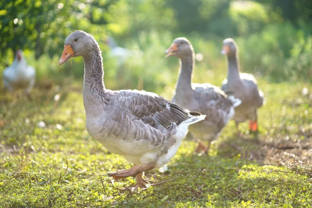 Una ciudad de California sufre una invasión de gansos y sus heces: las  autoridades decidieron extremar las medidas y exterminar a las aves -  ForumDaily