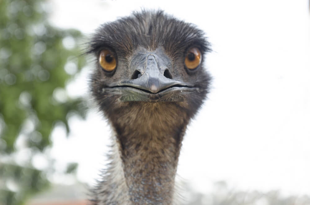 A farmer from Florida tried to become a blogger, but her ostrich became the  star, who climbed into the frame all the time - ForumDaily