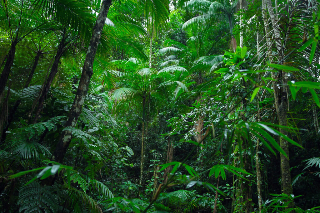 Спас в джунглях. Тропические леса Конго. Тропические леса амазонки в Бразилии. Джунгли Колумбии. Амазонская Сельва.