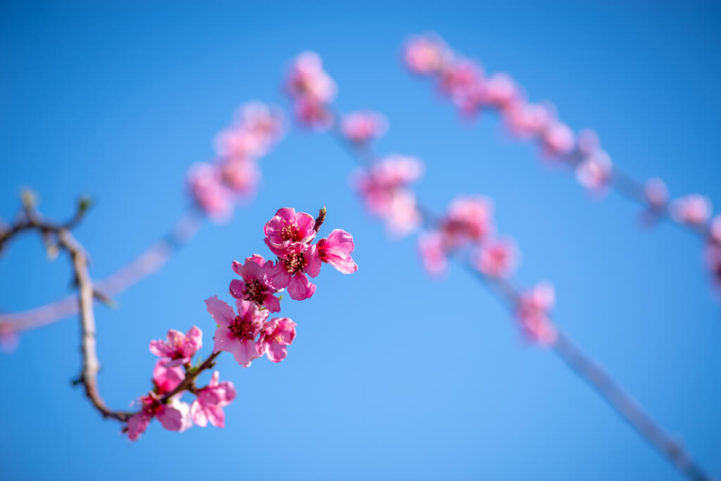 focus of blooming peach trees in early spring against blue sky