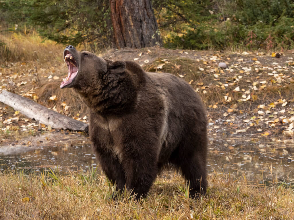 Grizzly Bear by waters edge with fall color background.