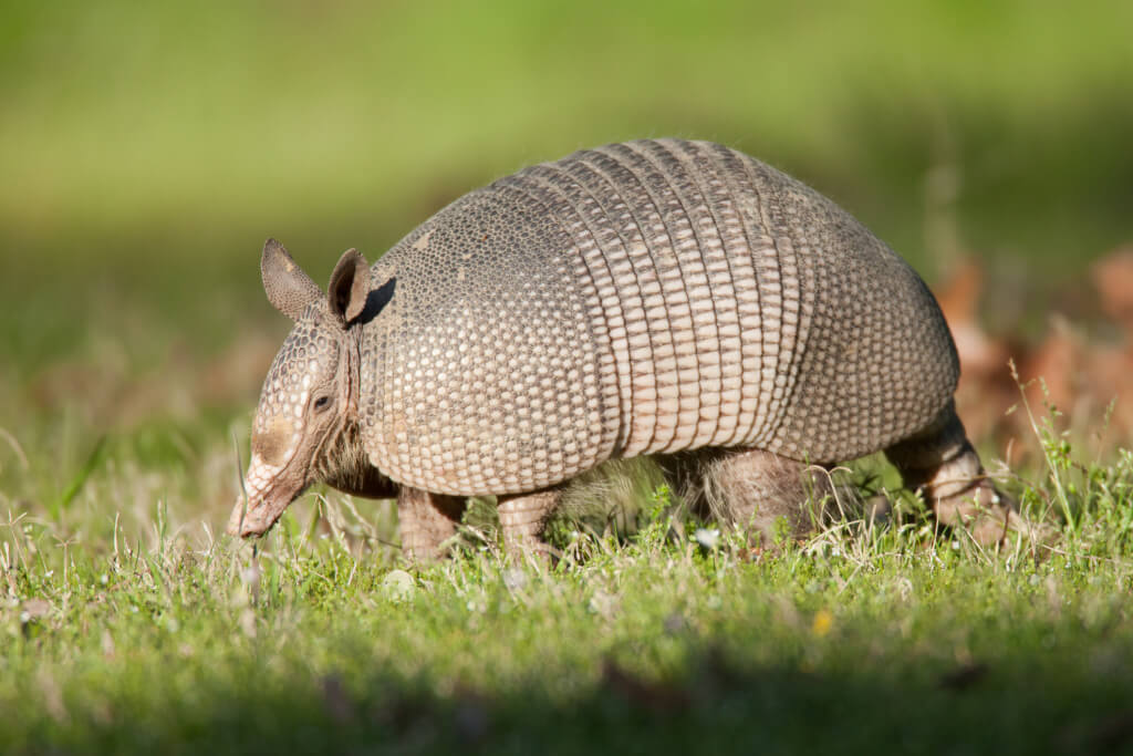 Armadillo in grass field