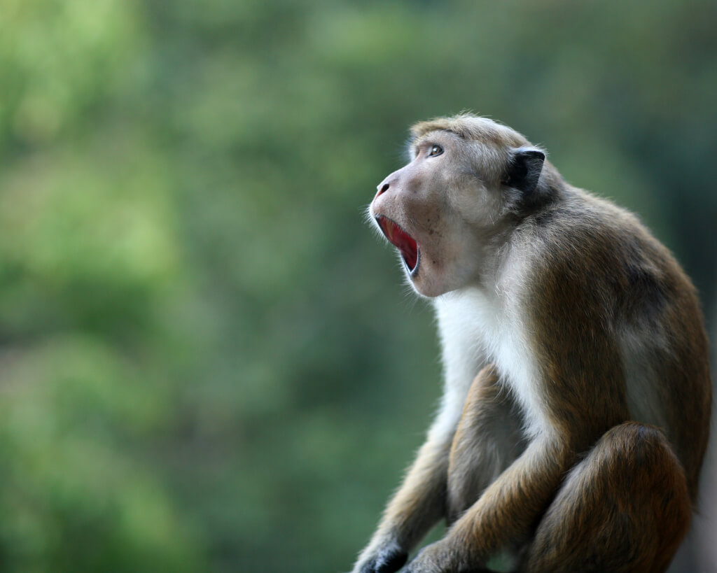 open mouthed monkey that seems to be saying "Oh my god, did you see that?"