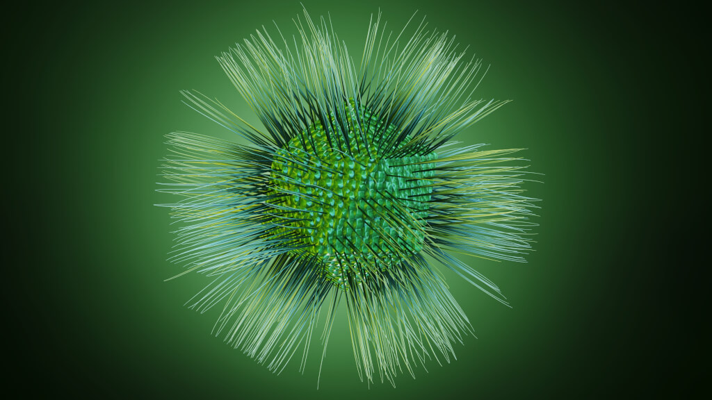 Acanthamoeba polyphaga mimivirus немесе APMV деп аталатын жалғыз анықталған түр.