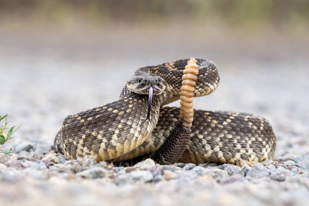 Rattle Snake Coiled and ready to strike