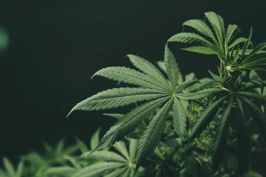 Cannabis plant on dark background