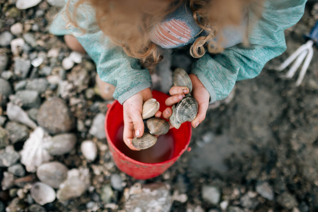 An elementary aged Caucasian girl shows off Manila steamer clams she’s collected on the beach